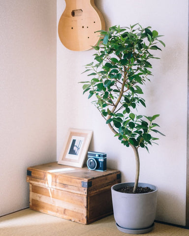 フランスゴムの木 まがり M | 観葉植物の通販 AND PLANTS (アンドプランツ)