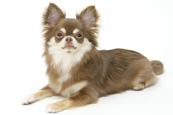 ここあ | アニマルプロ株式会社