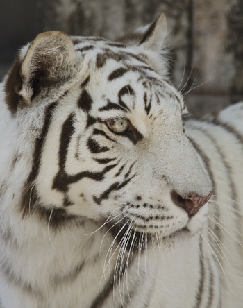 NHKの番組に意見書 「ホワイトタイガー」が絶滅危惧種？│PEACE 命の