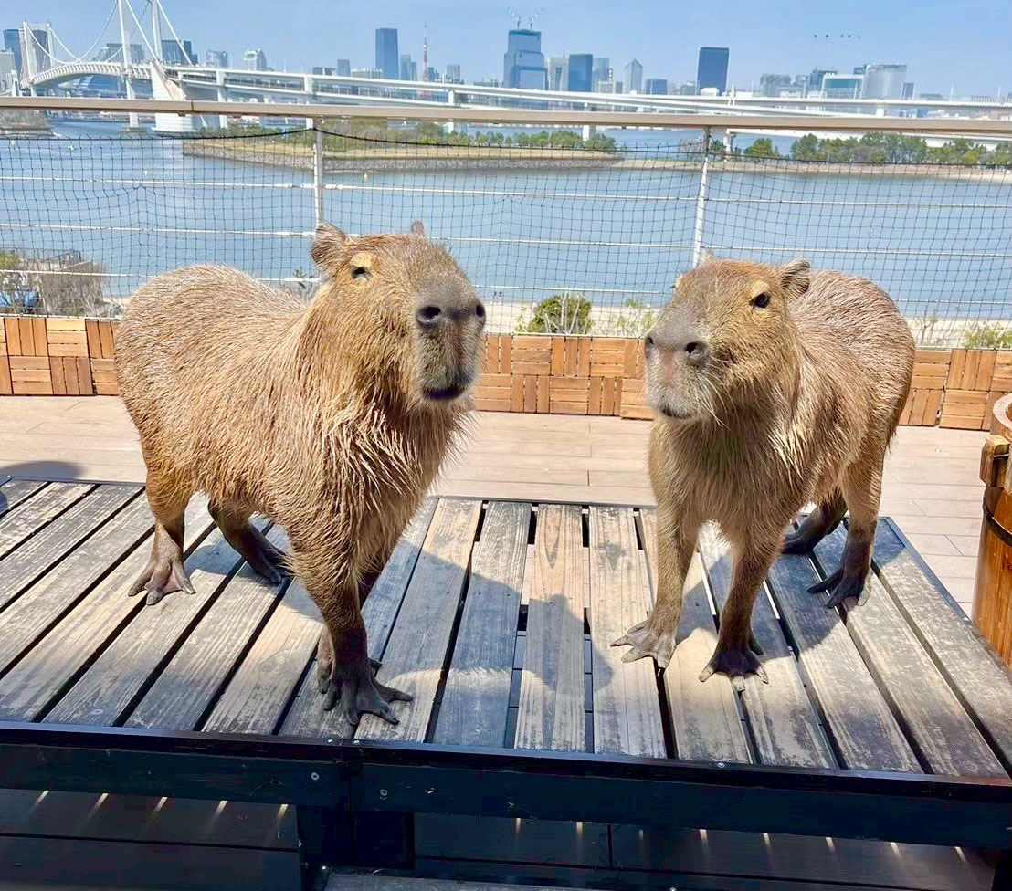 公式】動物たちが暮らす森 アニミル｜都市型ふれあい動物園