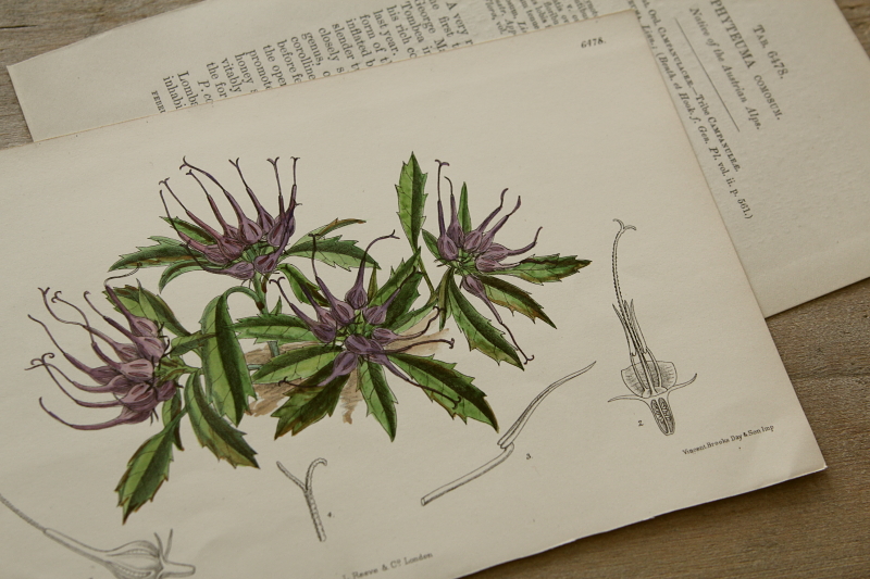 アンティークプリント ボタニカルアート イギリス 植物図鑑 【Antiques