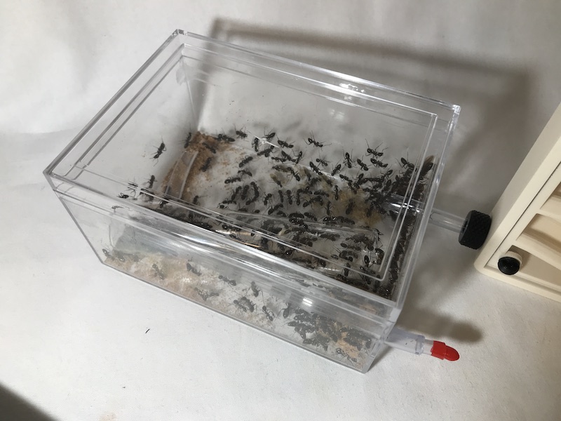 アリ飼育ケースの使用感レビュー！ ｜Large Hybrid Nest ハイブリッド