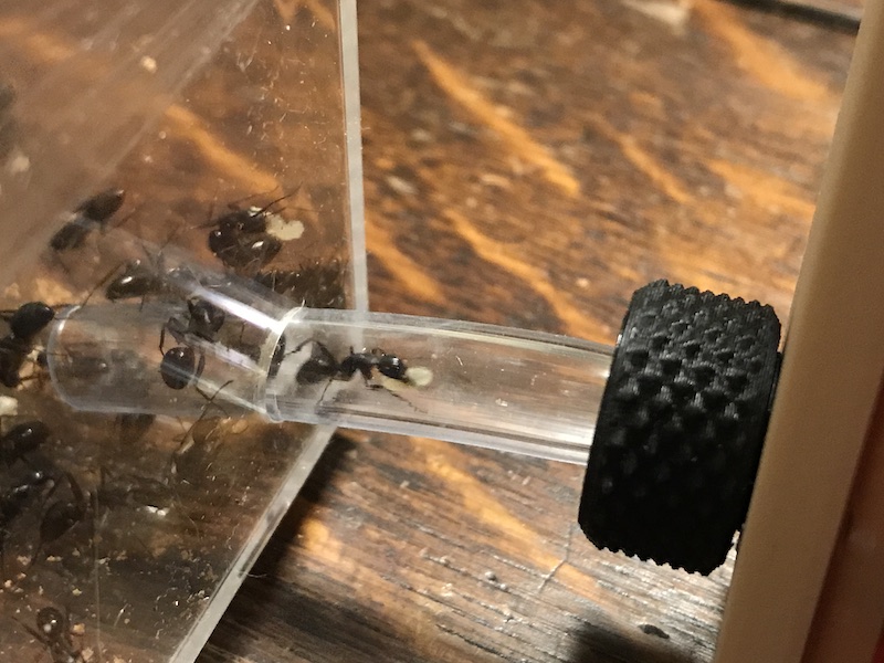 アリ飼育ケースの使用感レビュー！ ｜Large Hybrid Nest ハイブリッド