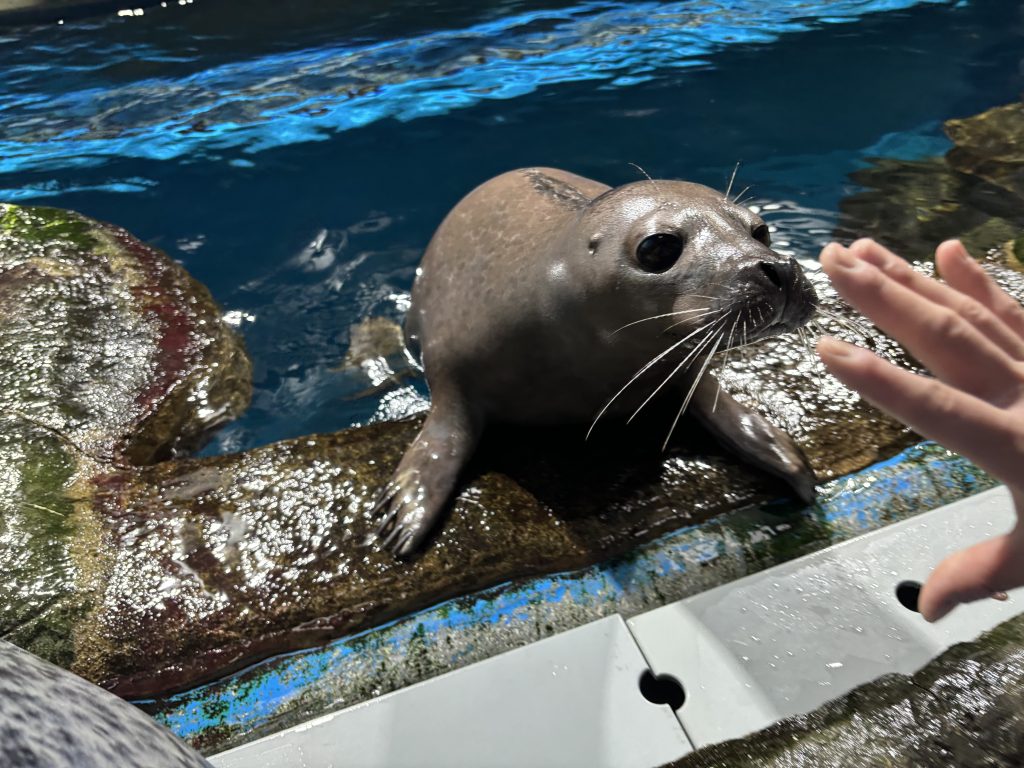 ゴマフアザラシ「だいき」展示終了について | 青森県営 浅虫水族館