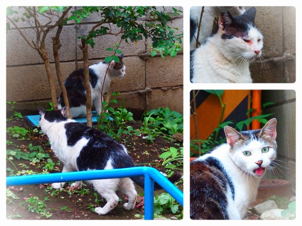 ASCII.jp：オリンパス「XZ-10」のフォトストーリー猫写真に挑戦！ (1/2)