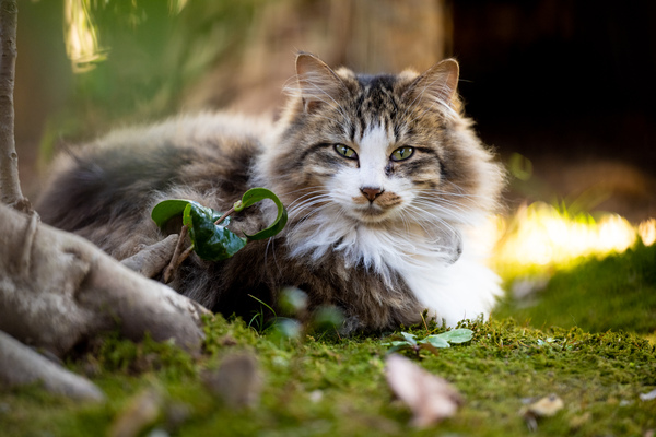 ASCII.jp：2021年元日に出会った団地猫たちをニコンの「Z 7 II」で撮る