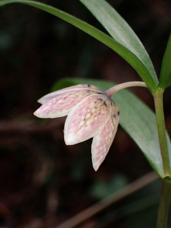 カイコバイモ: 静岡県の植物探索