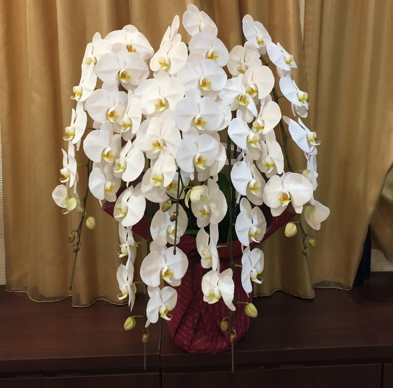 明日香園芸 / 胡蝶蘭（白）大輪5F