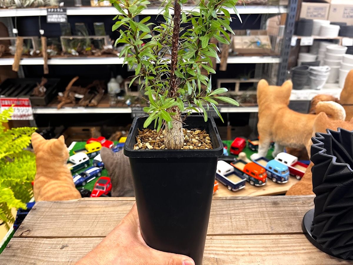 フォークイエリア・プルプシー | SHELF