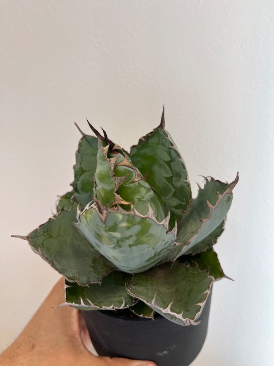 子株付】アガベ・チタノタ BB | SHELF