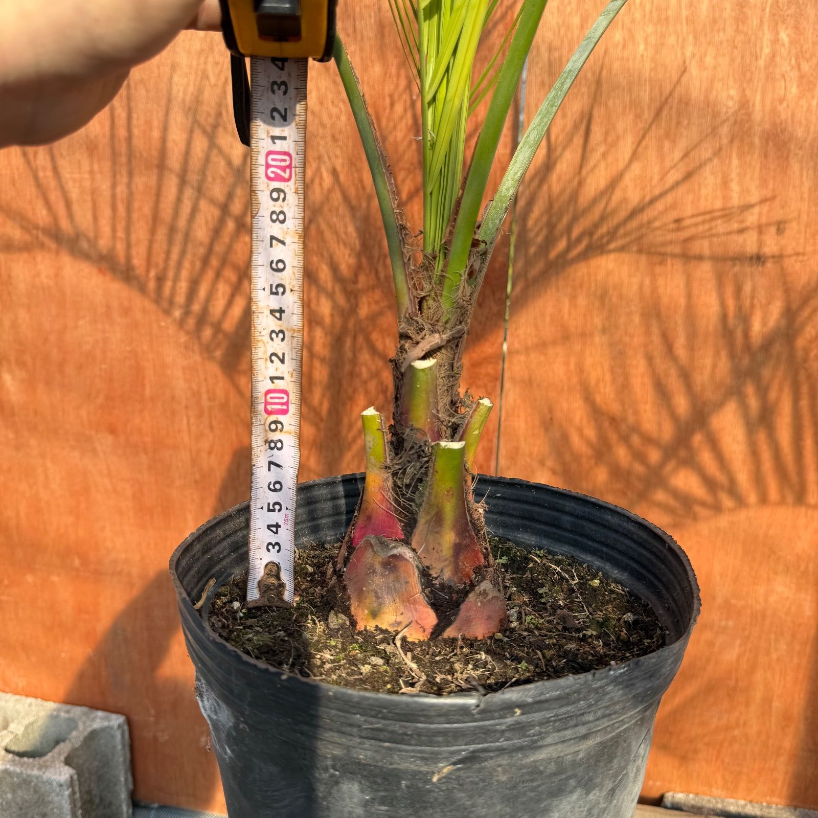 初心者OK】ココスヤシ2本セット｜すぐ庭に映えるサイズ・ポット入り