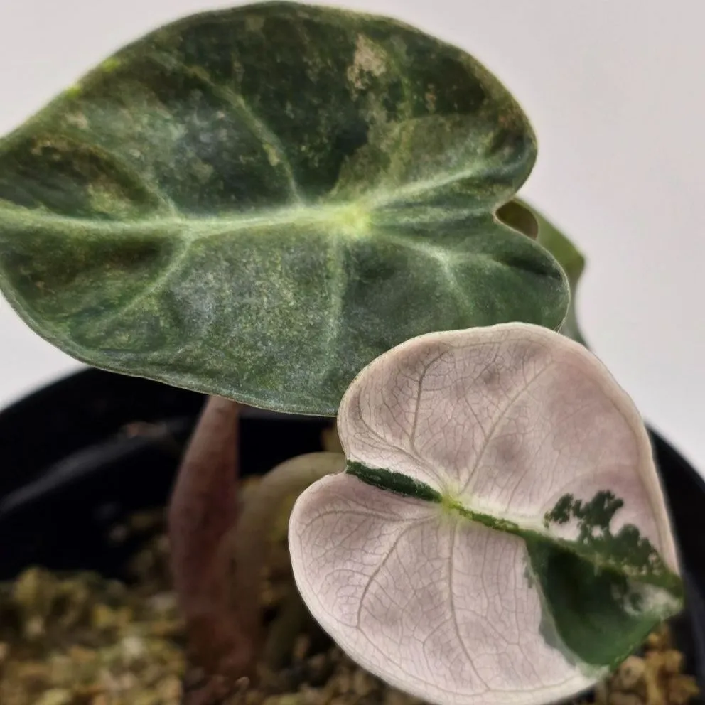 2026年最新】アロカシアバルーンハートの人気アイテム - メルカリ