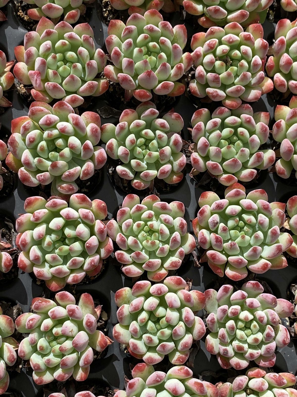 プラグ苗210個セット✨多肉植物 エケベリア 詰め合わせ 寄せ植えに