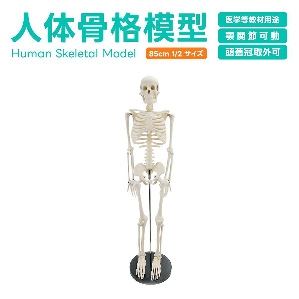 人体模型 骨格模型 85cm 1/2サイズ 骨格標本 骨模型 医学 教学 教材