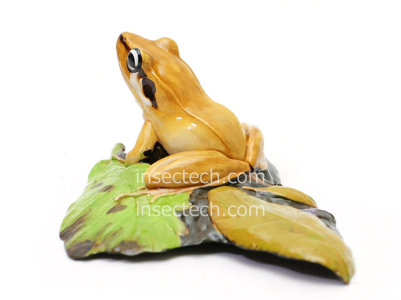 新！【動物の惑星 写実シリーズ】第四弾 初回アカガエル付属