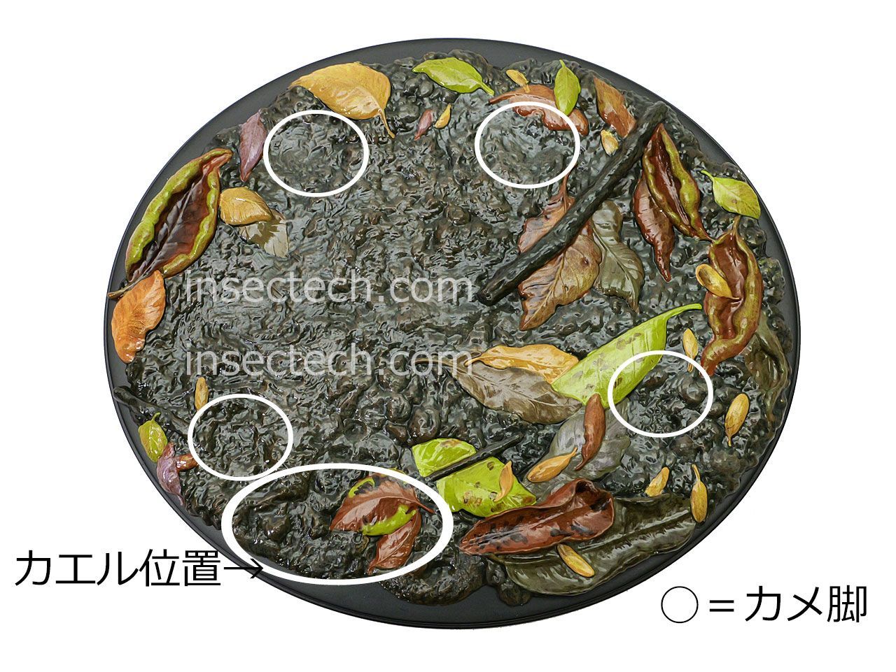 新！【動物の惑星 写実シリーズ】第四弾 初回アカガエル付属