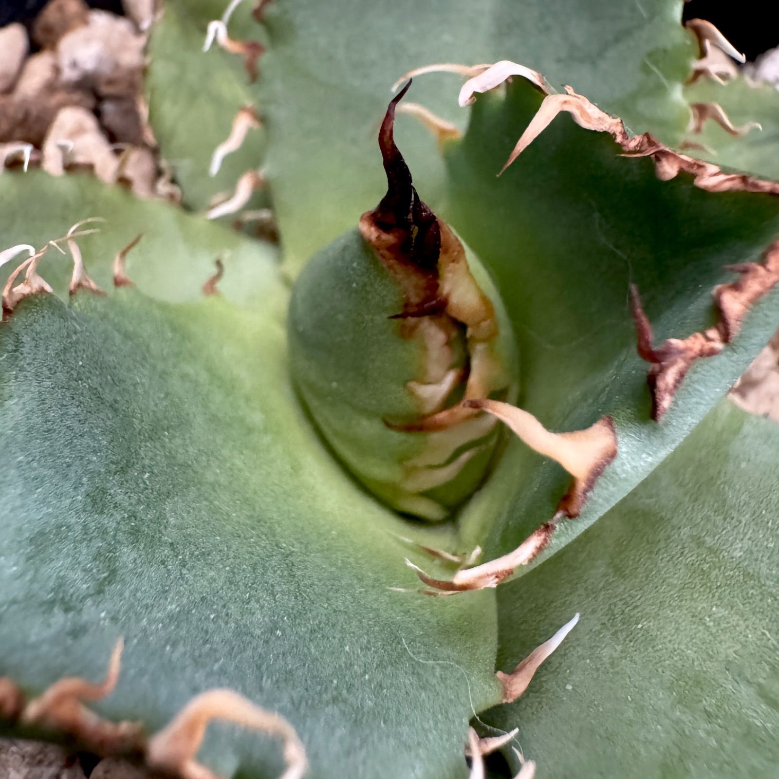アガベ フィリグリー チタノタ オテロイ 子株② - メルカリ