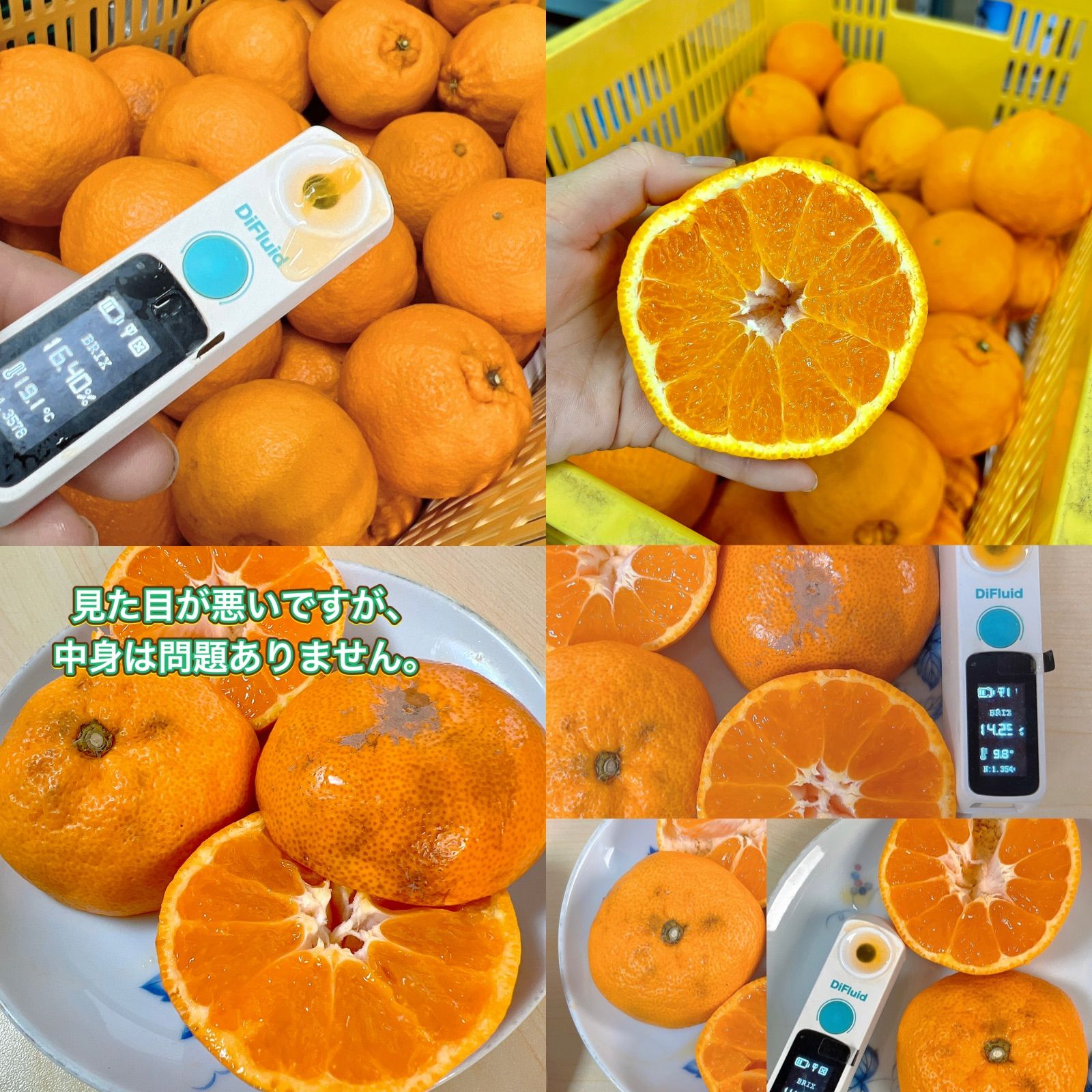 不知火&三ヶ日青島みかん 8kg 食べ比べセット- メルカリ