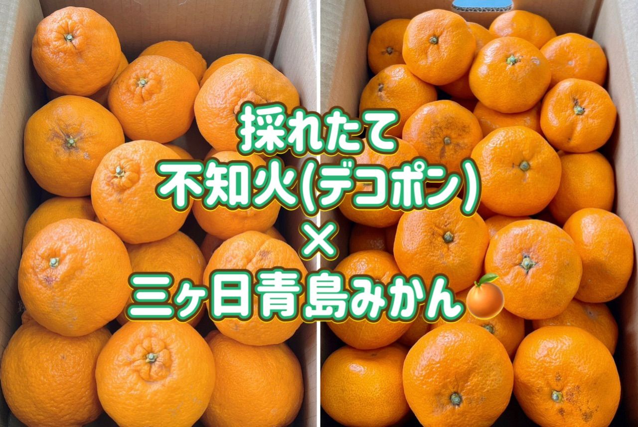 不知火&三ヶ日青島みかん 8kg 食べ比べセット- メルカリ