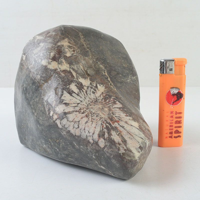 鑑賞石 天然石 菊花石 置物 重さ約2506g V S738 - メルカリ