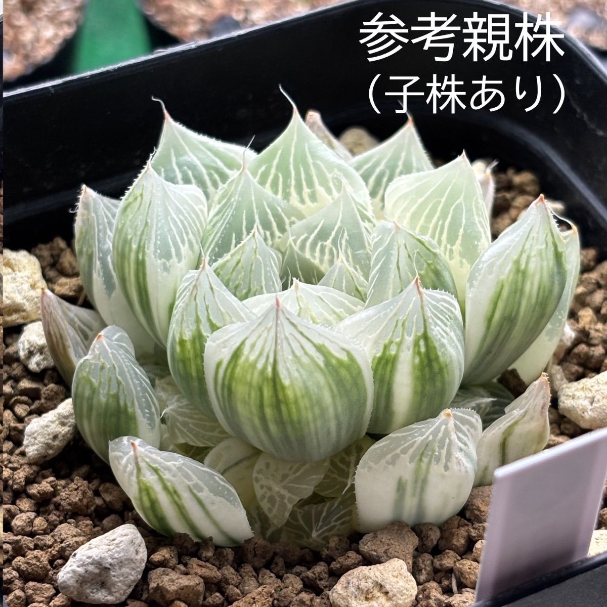 ハオルチア ☆ 白蛇伝（カキ仔発根済み）白プラポット付き メルカリ便