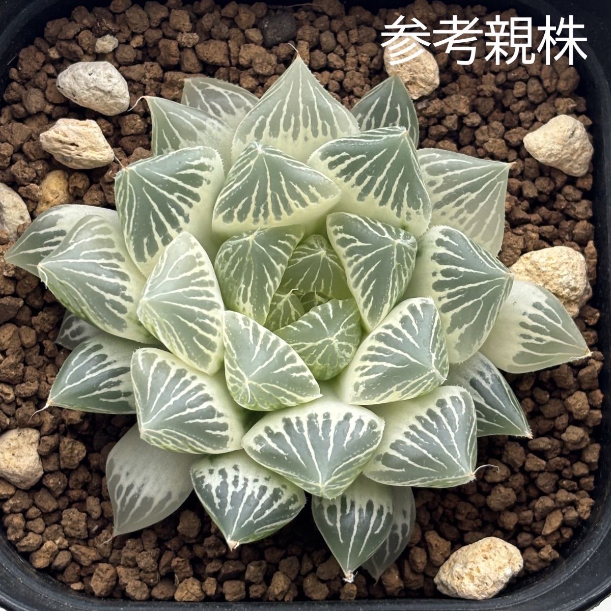 ハオルチア ☆ 白蛇伝（カキ仔発根済み）白プラポット付き メルカリ便