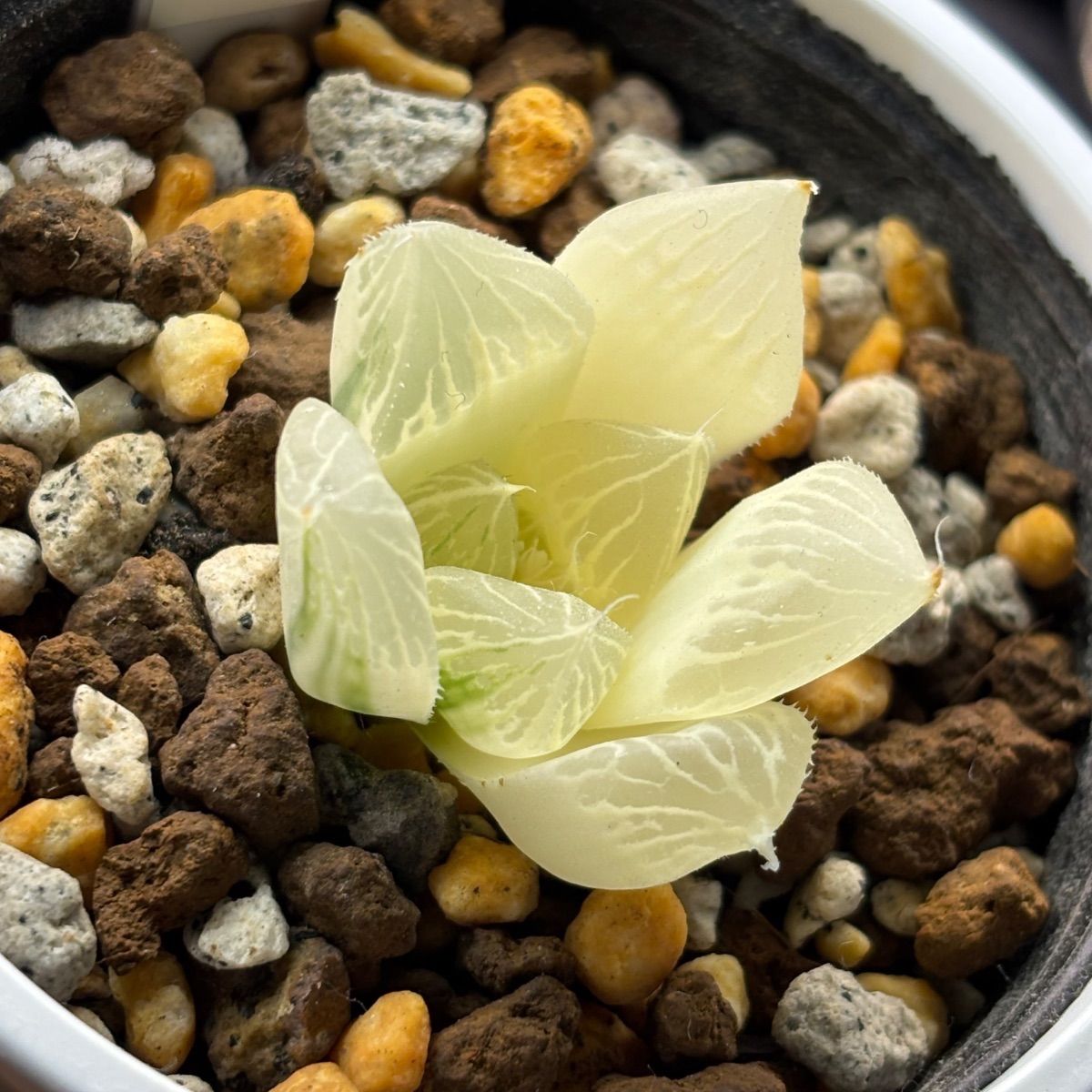 ハオルチア ☆ 白蛇伝（カキ仔発根済み）白プラポット付き メルカリ便