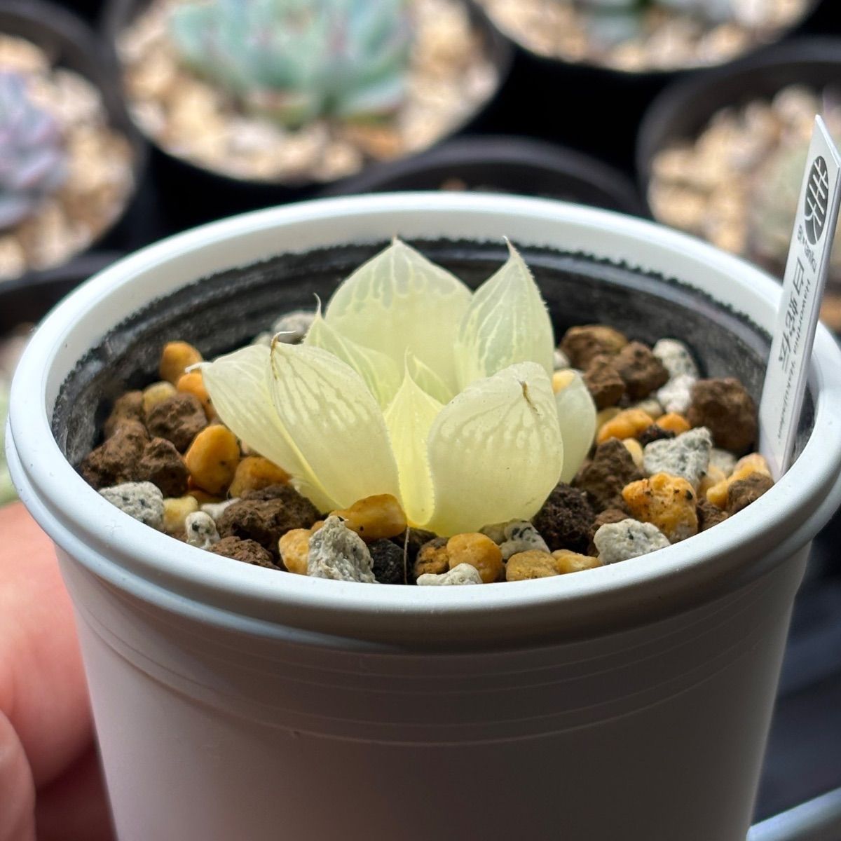 ハオルチア ☆ 白蛇伝（カキ仔発根済み）白プラポット付き メルカリ便