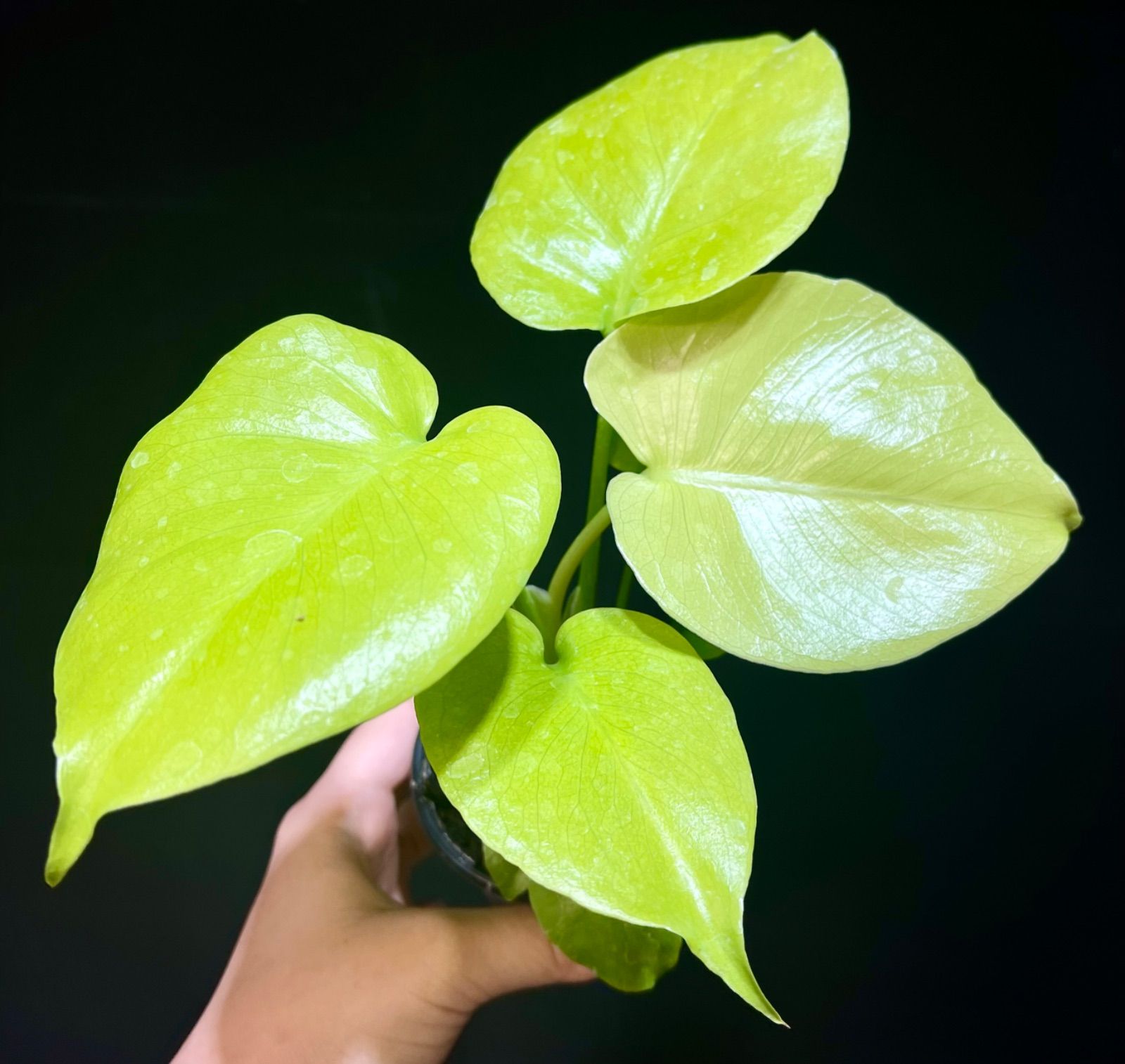 Monstera Deliciosa Super Golden モンステラ デリシオーサ黄金葉