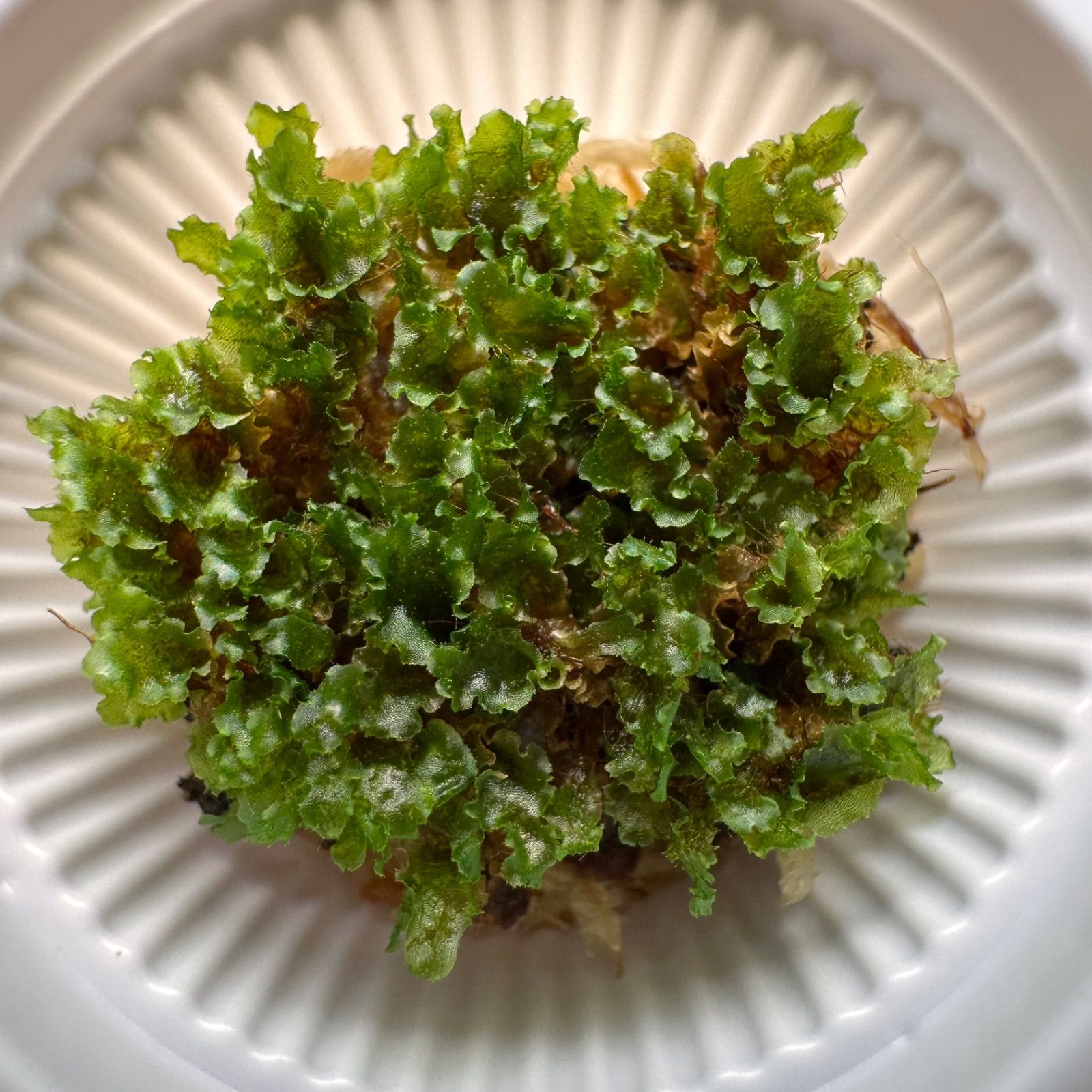 P.willinckii cv OMG 前葉体［胞子培養育成ガイド付］ - メルカリ