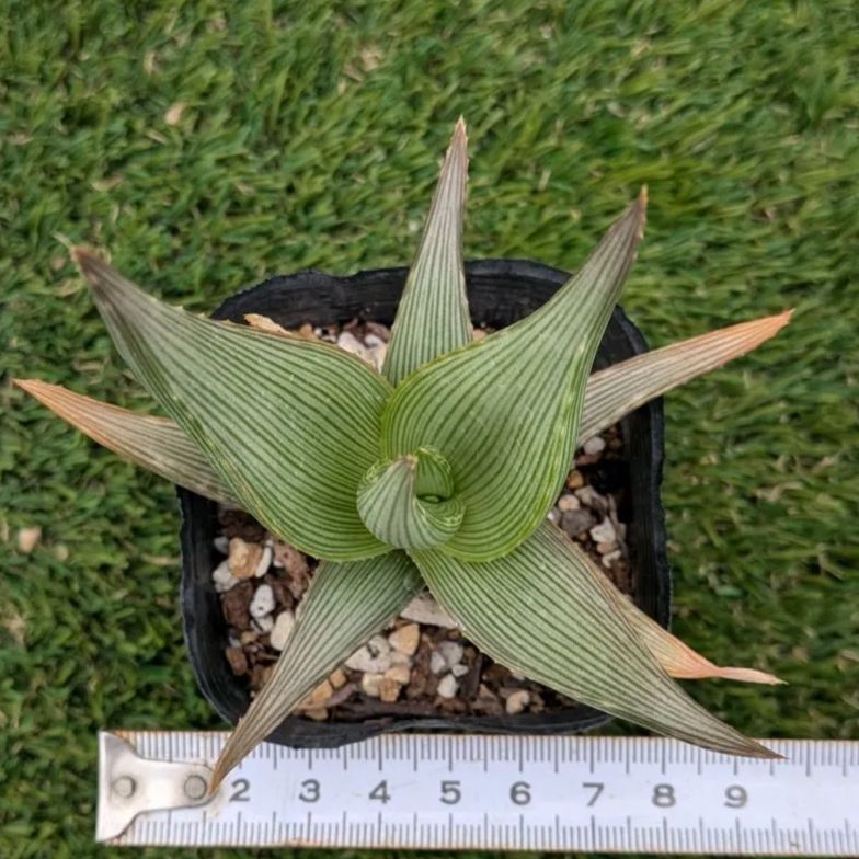 多肉植物アロエ属 ベラ - メルカリ