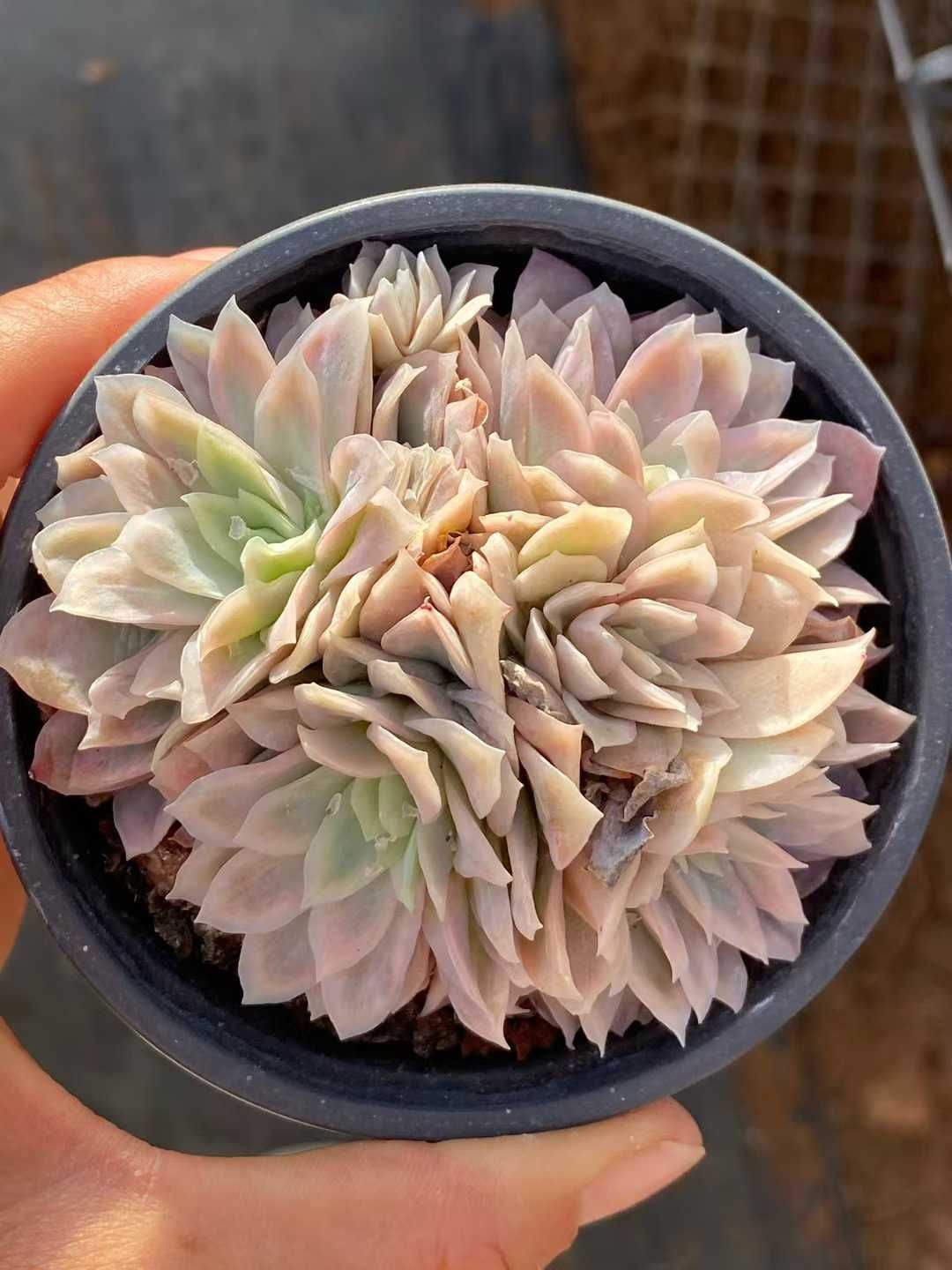 多肉植物 Z3535 クイーンボルネオール 18株 土鉢づき エケベリア