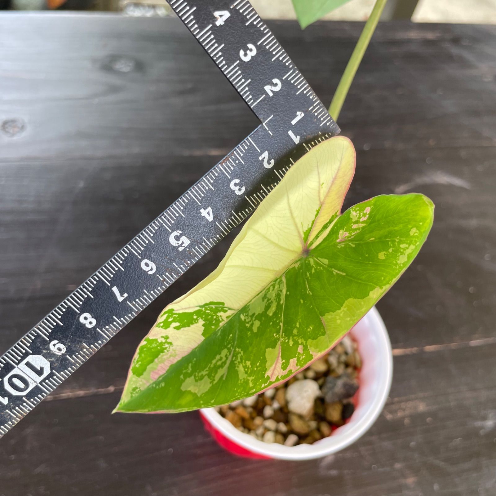 希少 美斑】 コロカシア ファーストピンク colocasia first pink