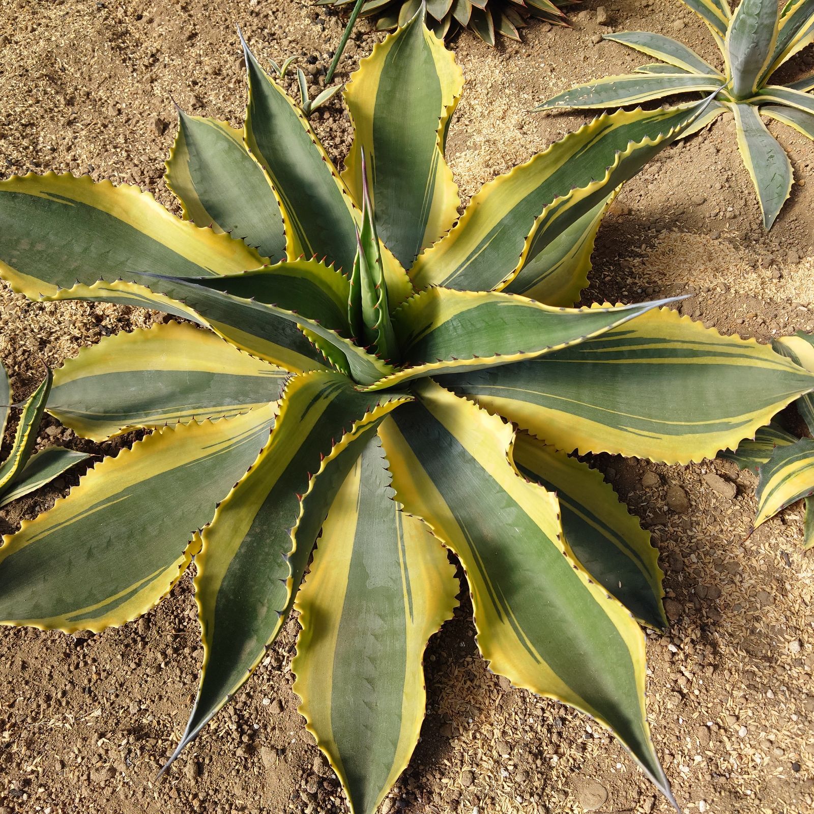 アガベ リップルエフェクト 超大株 直径80㎝ - メルカリ