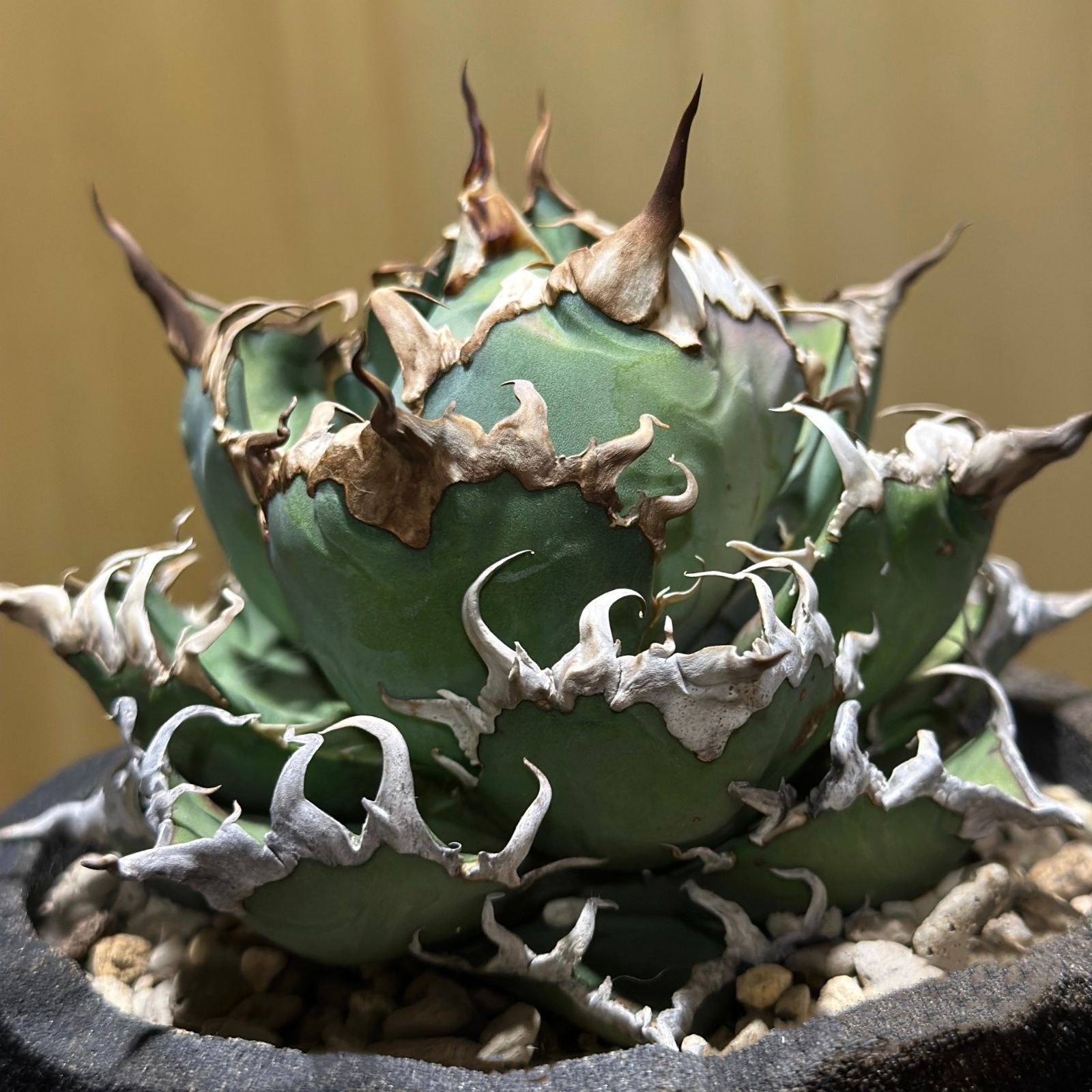 YK1 中株アガベ チタノタ 凱撒 シーザー 強棘 極上美株 狂刺 大甲蓋