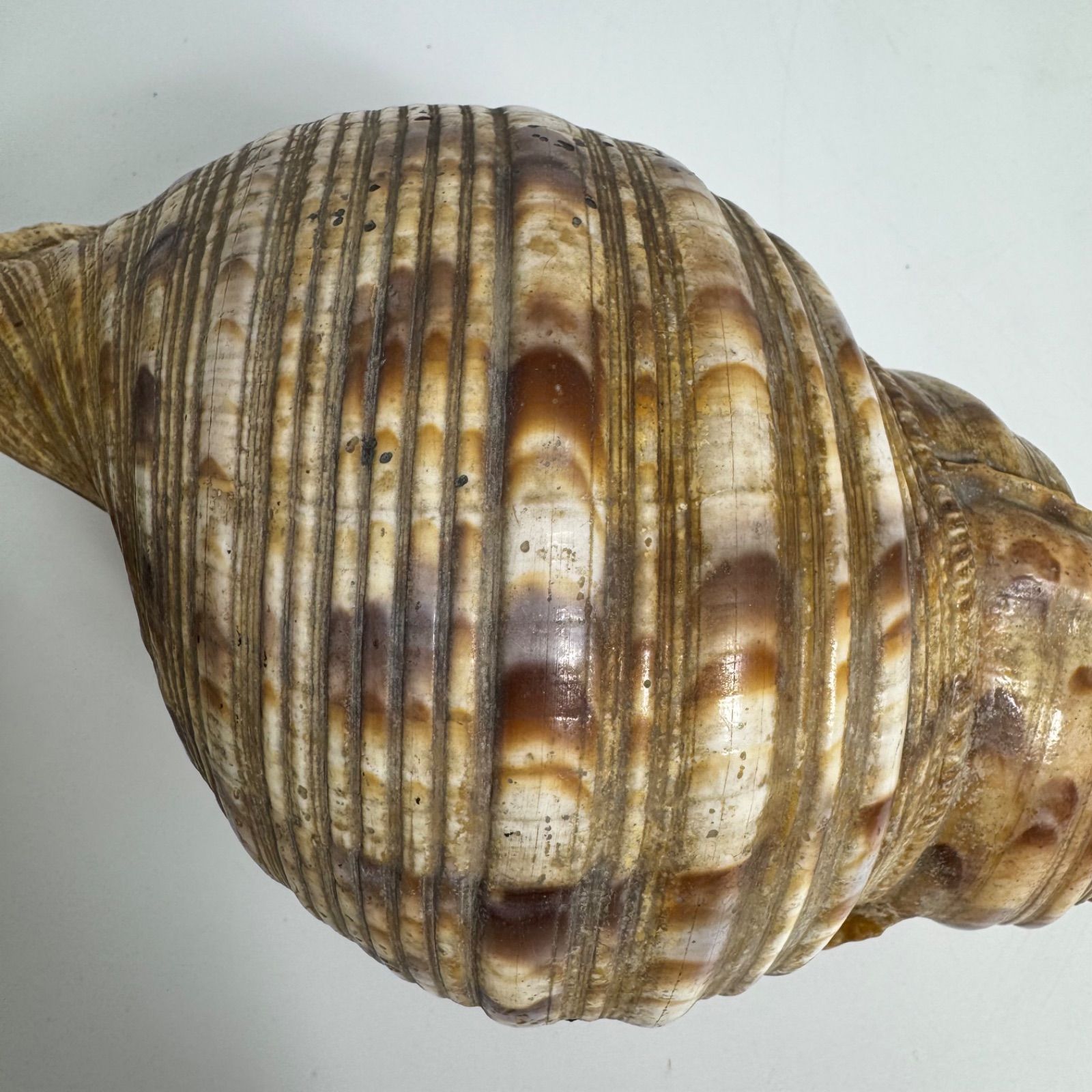 希少・アンティーク】天然 法螺貝 ほら貝 吹奏楽器 約40cm 修験道 仏具