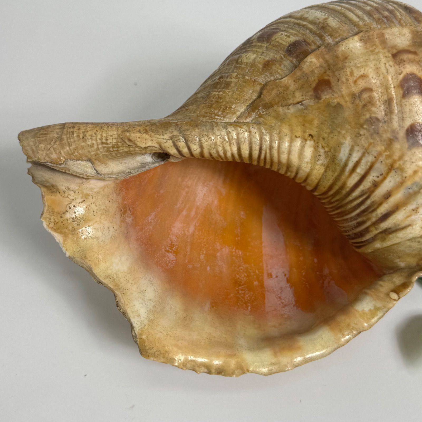 希少・アンティーク】天然 法螺貝 ほら貝 吹奏楽器 約40cm 修験道 仏具