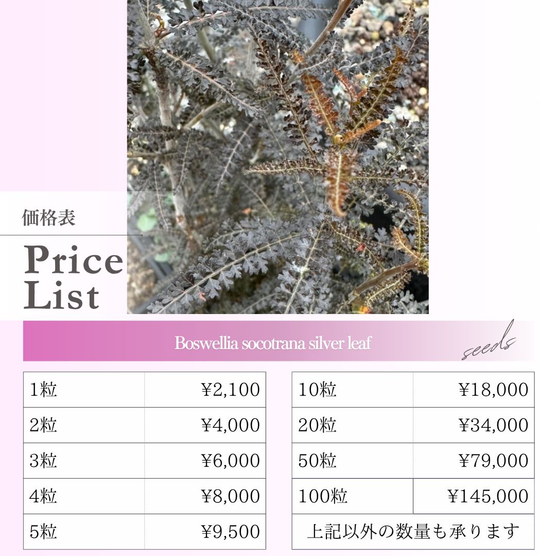 種子】ボスウェリア ソコトラナ シルバーリーフ /セット割有 数量1粒