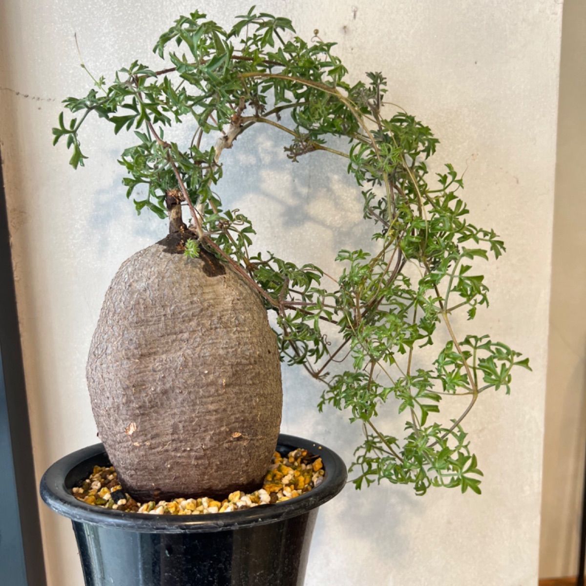 特大】キフォステンマ モンタグナッキー 現地球 - メルカリ