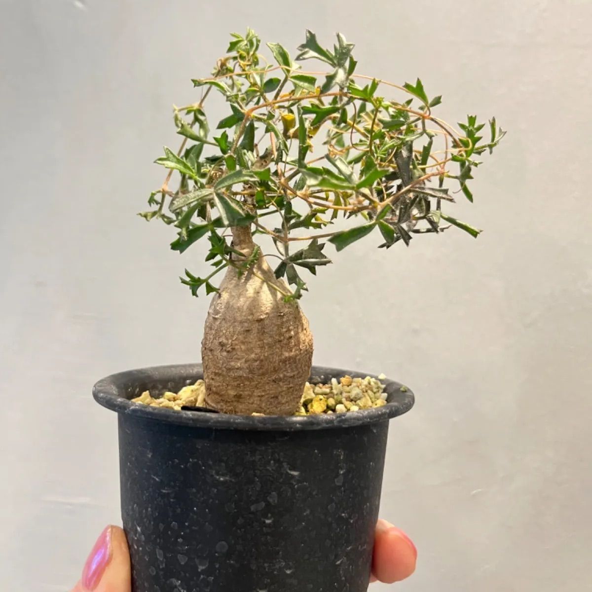 ミニサイズ】キフォステンマ モンタグナッキー 現地球現地球 - メルカリ