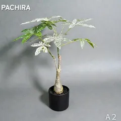 2026年最新】パキラ 斑入りの人気アイテム - メルカリ