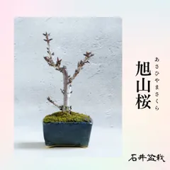 2026年最新】鉢 祥石の人気アイテム - メルカリ