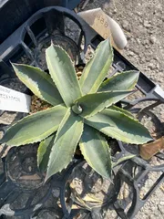 2026年最新】アガベオルカの人気アイテム - メルカリ