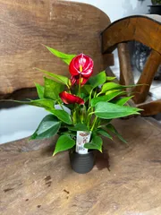 2026年最新】アンスリウム原種の人気アイテム - メルカリ