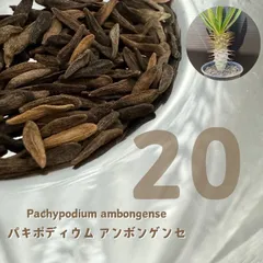 2026年最新】パキポディウム アンボンゲンセの人気アイテム - メルカリ