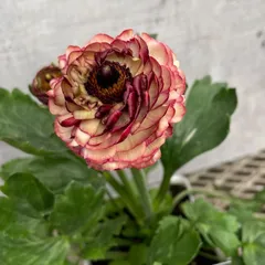 2026年最新】ラナンキュラスイカロスの人気アイテム - メルカリ