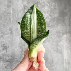 2026年最新】サンスベリア 希少の人気アイテム - メルカリ