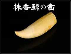 2026年最新】マッコウクジラの歯の人気アイテム - メルカリ