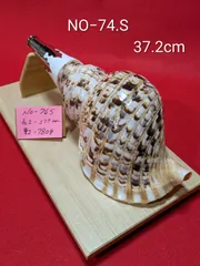 2026年最新】法螺貝 和楽器の人気アイテム - メルカリ