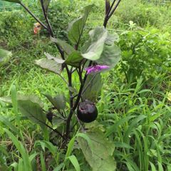 中古】七つの大罪 魔王黙示録 憤怒の章 羞恥サタンクロースノ節 限定版